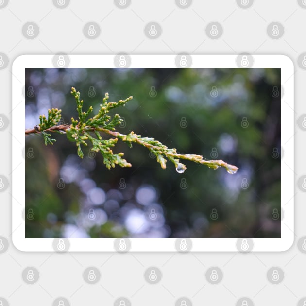 Water drops on pine tree Sticker by Anastasia-03